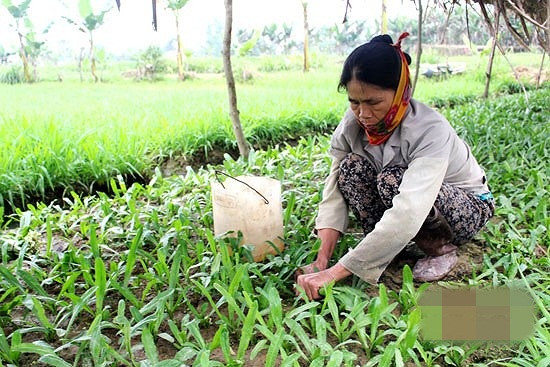 Theo thống kê thu nhập, doanh thu từ sản xuất cây rau gia vị trong xã đạt trên 2 tỷ đồng/năm. Ảnh: Baonghean.