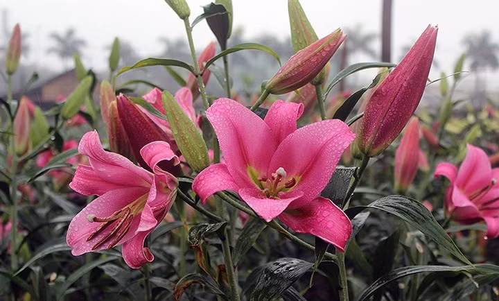 Sau Tết Nguyên đán, hàng trăm hộ dân tại Tây Tựu (Hà Nội) khóc ròng vì hoa ly nở muộn. Ảnh: VOV.