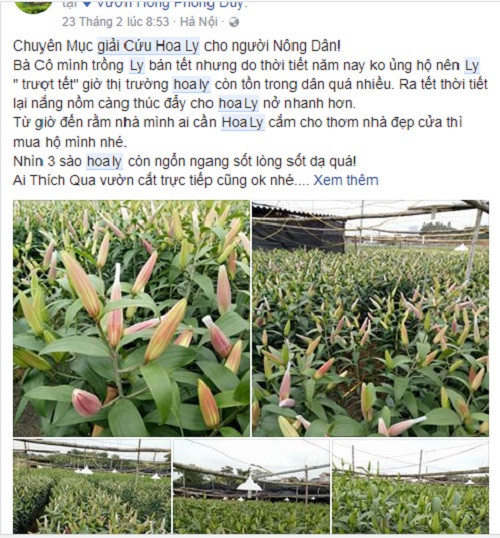 Trước tình trạng hoa ly nở rộ, rẻ như cho, nhiều cư dân mạng còn kêu gọi "giải cứu hoa ly" để ủng hộ người dân. Ảnh: Facebook.