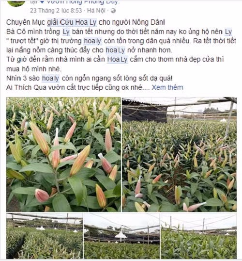 Trước tình trạng hoa ly nở rộ, rẻ như cho, nhiều cư dân mạng còn kêu gọi "giải cứu hoa ly" để ủng hộ người dân. Ảnh: Facebook.