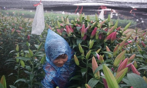 Dù rẻ nhưng người dân vẫn cố gắng tận thu hoa để vớt vát vốn. Ảnh: Lao động.