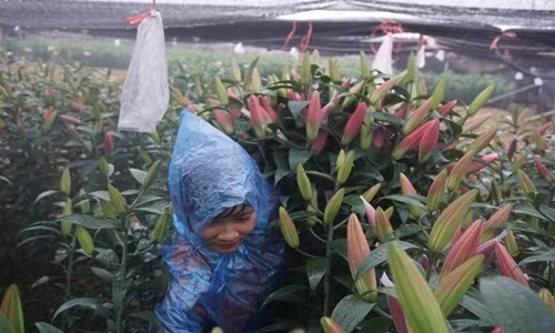 Dù rẻ nhưng người dân vẫn cố gắng tận thu hoa để vớt vát vốn. Ảnh: Lao động.