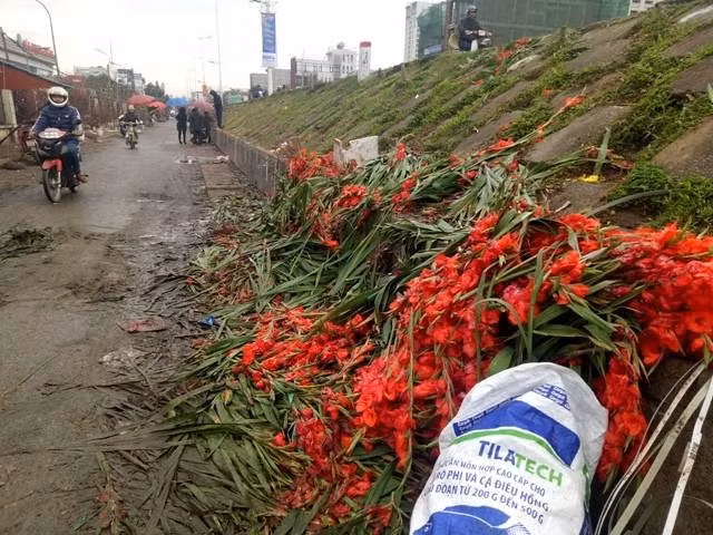 Không chỉ hoa ly, hoa lay ơn cũng rơi vào tình cảnh rớt giá thảm sau Tết. Ảnh: TNMT.