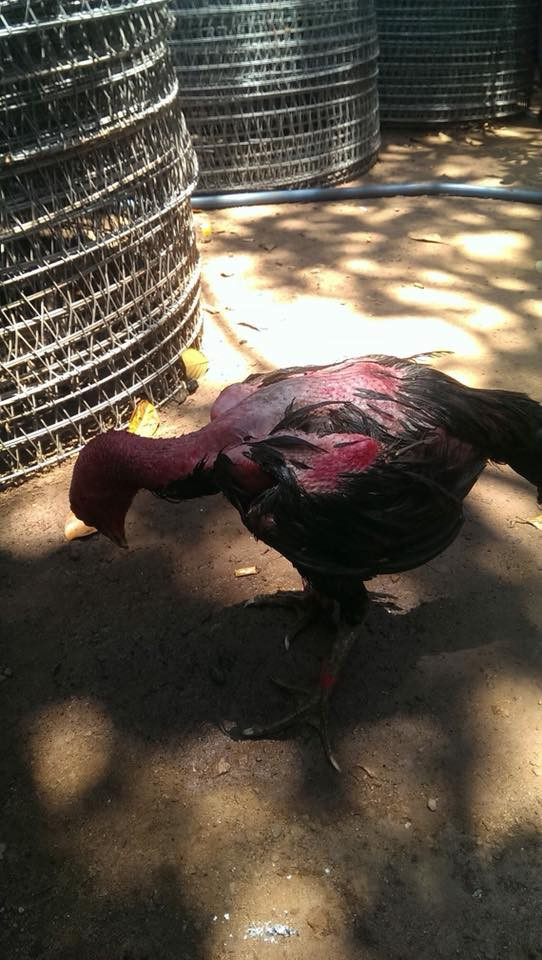 Hiện, trang trại mini của Hoài Nam có khoảng 20 gà chọi trị giá hàng trăm triệu đồng. Ảnh: FB Nguyễn Hoài Nam.