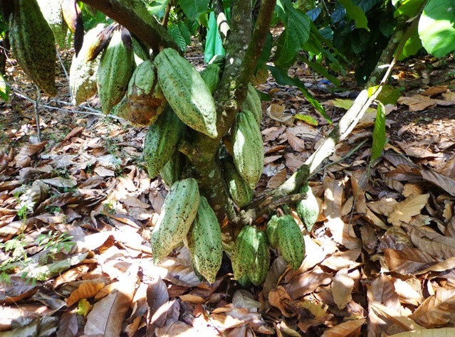 Ca cao Việt Nam được trồng chủ yếu tại 15 tỉnh khu vực Tây Nguyên, Đông Nam Bộ và đồng bằng sông Cửu Long. Ảnh: Vncgarden.