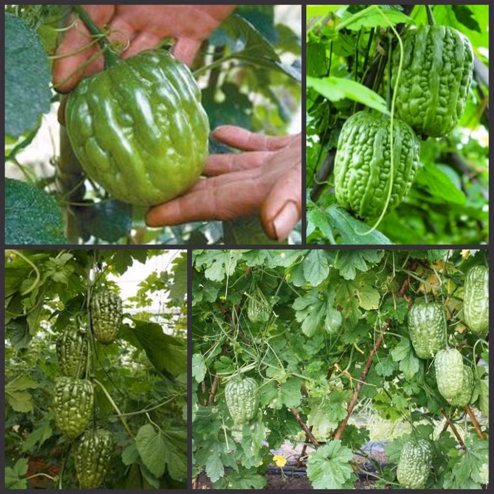 Vì mới lạ, đẹp mắt nên chị em đua nhau mua về trồng thử trong vườn nhà. Ảnh: AliExpress.