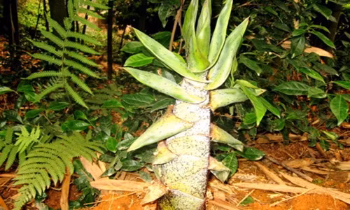 Vào cuối tháng 12 âm lịch, khi những trận mưa xuân rả rích, đất ẩm, trời ấm là thời điểm những búp măng vầu Tây Bắc nhô lên khỏi mặt đất. Ảnh: Tuổi trẻ.