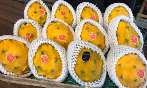 Cùng với các loại nho, táo, cam...nhập khẩu, thời gian gần đây thanh long vàng Malaysia cũng trở thành trái cây được giới nhà giàu Việt tìm mua. Ảnh: FB Nguyễn Huyền.