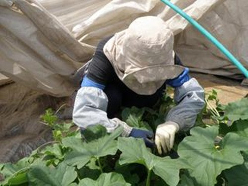 Quá trình chăm sóc dưa Yubari phải đảm bảo đúng kỹ thuật, tỉ mỉ từng cây một. Ảnh: Yubari-resort.