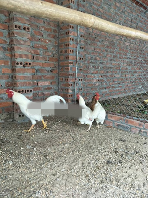 Gà chín cựa trắng trưởng thành có giá khoảng 5 triệu đồng/cặp. Trong khi đó gà con giống giá 300.000/con. Ảnh: Dân Việt.