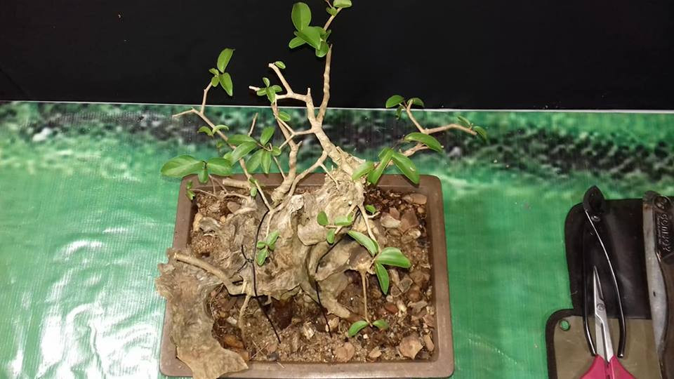 Chậu bonsai bằng lăng nhỏ thích hợp để bàn. Ảnh: Bonsai Thành Gialai.