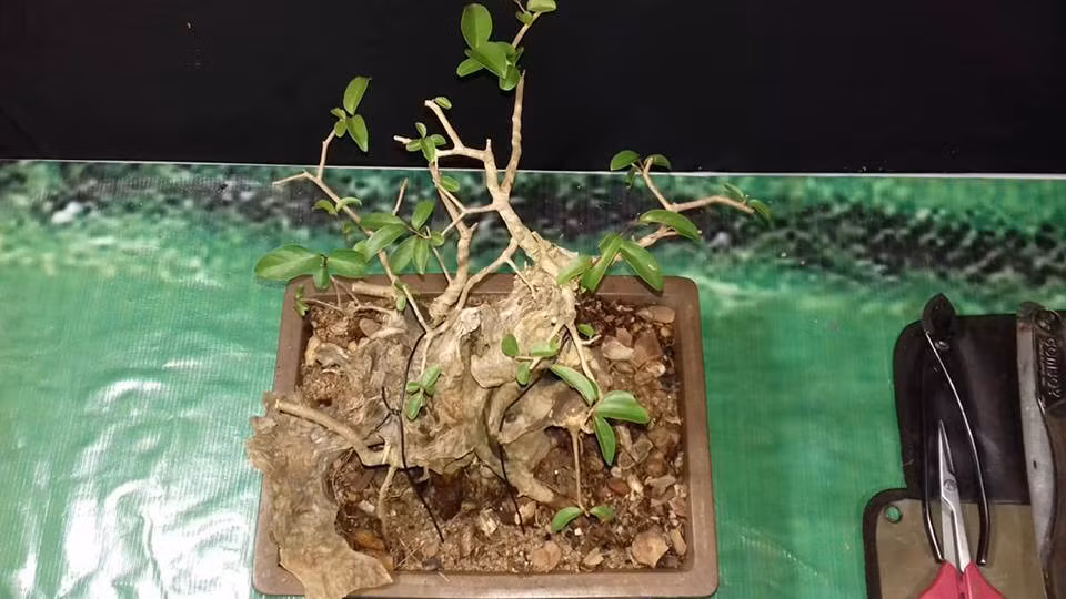 Chậu bonsai bằng lăng nhỏ thích hợp để bàn. Ảnh: Bonsai Thành Gialai.