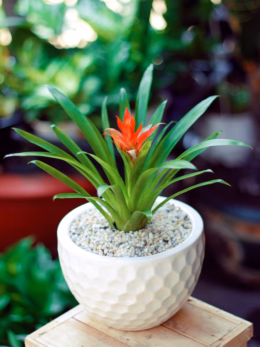 Thường xuyên cắt tỉa các lá bị héo úa. Lau chùi hoặc xịt bóng lá để cây bóng bẩy và đẹp bắt mắt hơn. Ảnh: Bancaynoithat.