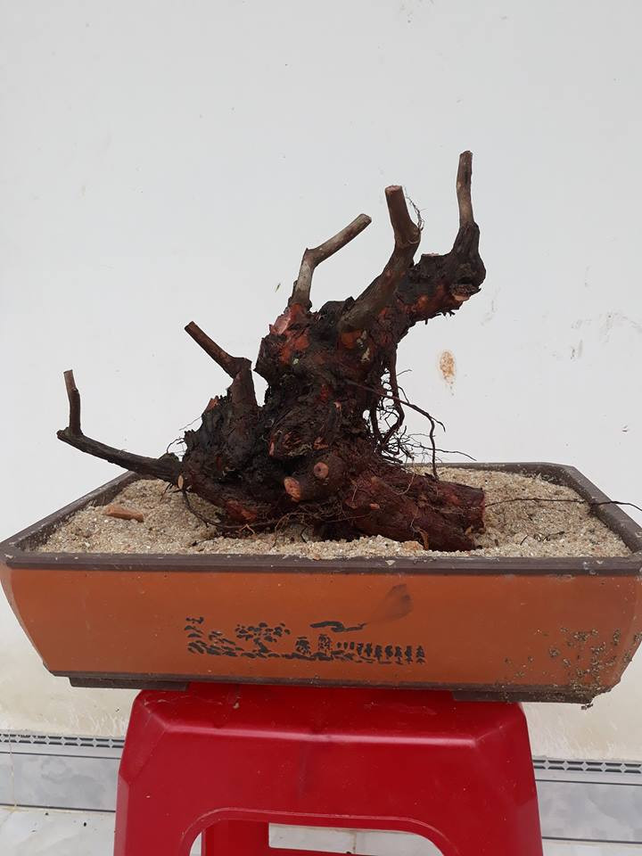 Một phôi sim tím, không lá, không hoa được rao bán với giá 500.000 đồng. Ảnh: FB Lê Đăng Khoa.