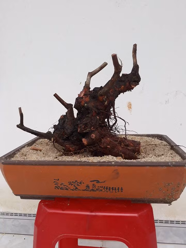 Một phôi sim tím, không lá, không hoa được rao bán với giá 500.000 đồng. Ảnh: FB Lê Đăng Khoa.