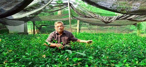 Ban đầu chỉ từ một vài cây mọc xen kẽ với những cây chè trung du trong vườn, sau đó ông nhân giống. Ảnh: Dân Việt.
