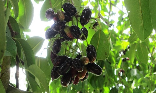 Khu vực có nhiều cây trâm nhất là hai xã Núi Tô và Cô Tô (huyện Tri Tôn, An Giang). Ảnh: Baoangiang.