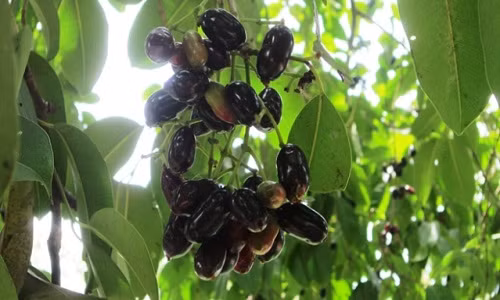 Khu vực có nhiều cây trâm nhất là hai xã Núi Tô và Cô Tô (huyện Tri Tôn, An Giang). Ảnh: Baoangiang.