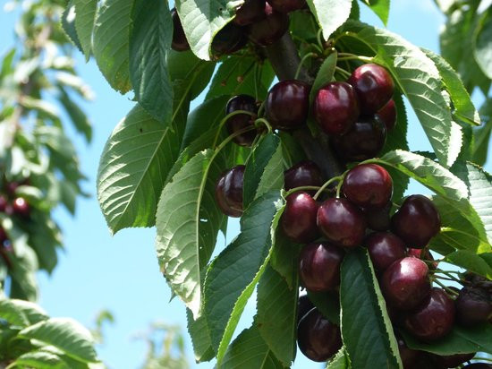 Trái cherry ngon nhất khi chín đậm màu. Ảnh: TripAdvisor.