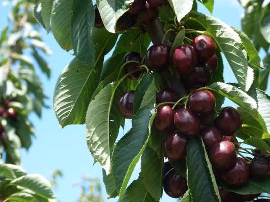 Trái cherry ngon nhất khi chín đậm màu. Ảnh: TripAdvisor.