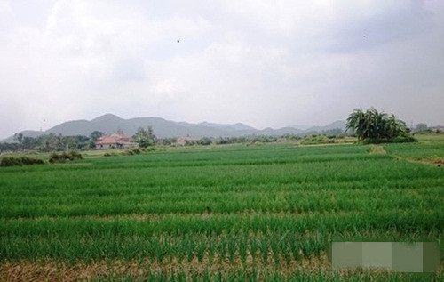 Trung bình mỗi hộ gia đình trồng từ 3-5 sào, mỗi năm trồng được 5 vụ đạt thu nhập từ 90-100 triệu đồng/sào/năm. Ảnh: Infonet.