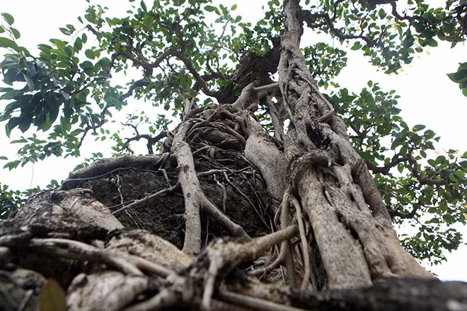 Màu của rễ hòa quyện vào màu của đá thành một màu mà chỉ những cây xanh cổ thực sự mới có được.