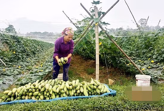 Theo người dân địa phương, trồng mướp không khó lại cho năng suất cao. Ảnh: Baonghean.