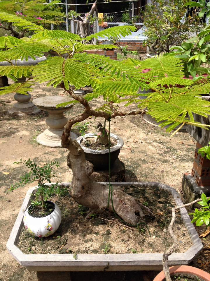 Bonsai phượng vĩ tạo dáng công phu, được chủ nhân rao bán với giá gần 3 triệu đồng. Ảnh: FB Ly Hiệp.