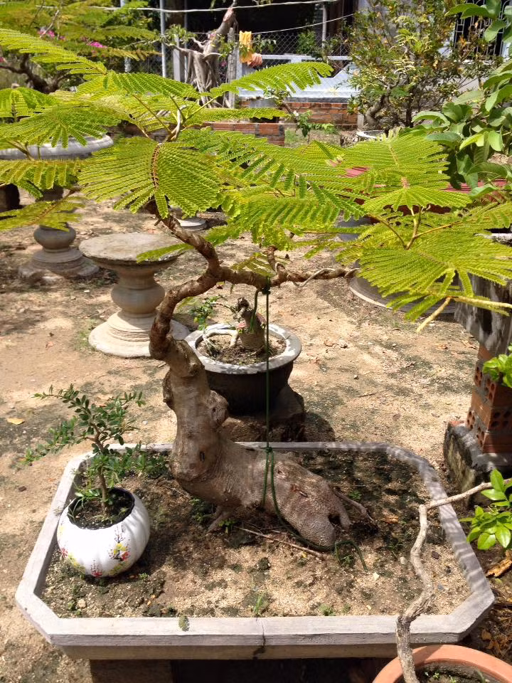 Bonsai phượng vĩ tạo dáng công phu, được chủ nhân rao bán với giá gần 3 triệu đồng. Ảnh: FB Ly Hiệp.