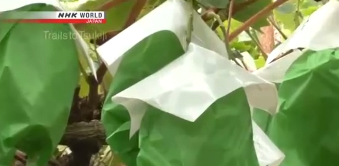Vỏ bọc có màu bảo vệ nho xanh khỏi tác động từ mặt trời. Ảnh: NHK World.