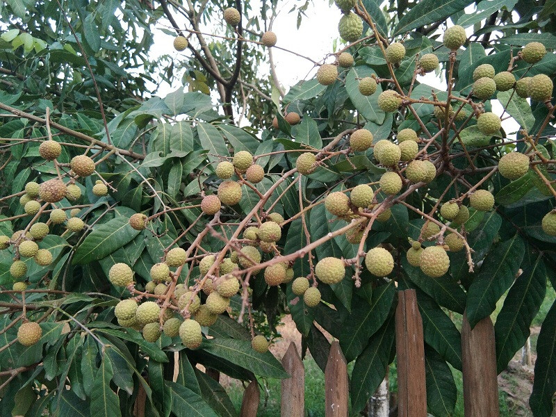 Cô Hà (Phùng Hưng, Khoái Châu) cho biết, gia đình cô trồng 1ha nhãn. Năm ngoái, vườn nhãn cho sản lượng gần 15 tấn.