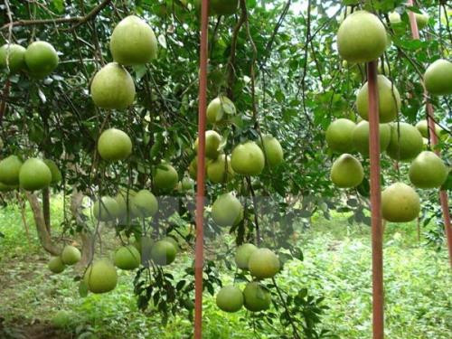 Bưởi Tân Triều (Đồng Nai) là đặc sản nổi tiếng bởi độ thơm ngon. Nó còn được gọi vui là bưởi “tứ tuyệt” tức là: nhiều nhất, ngon nhất, quý nhất, danh tiếng nhất. Ảnh: TTXVN.