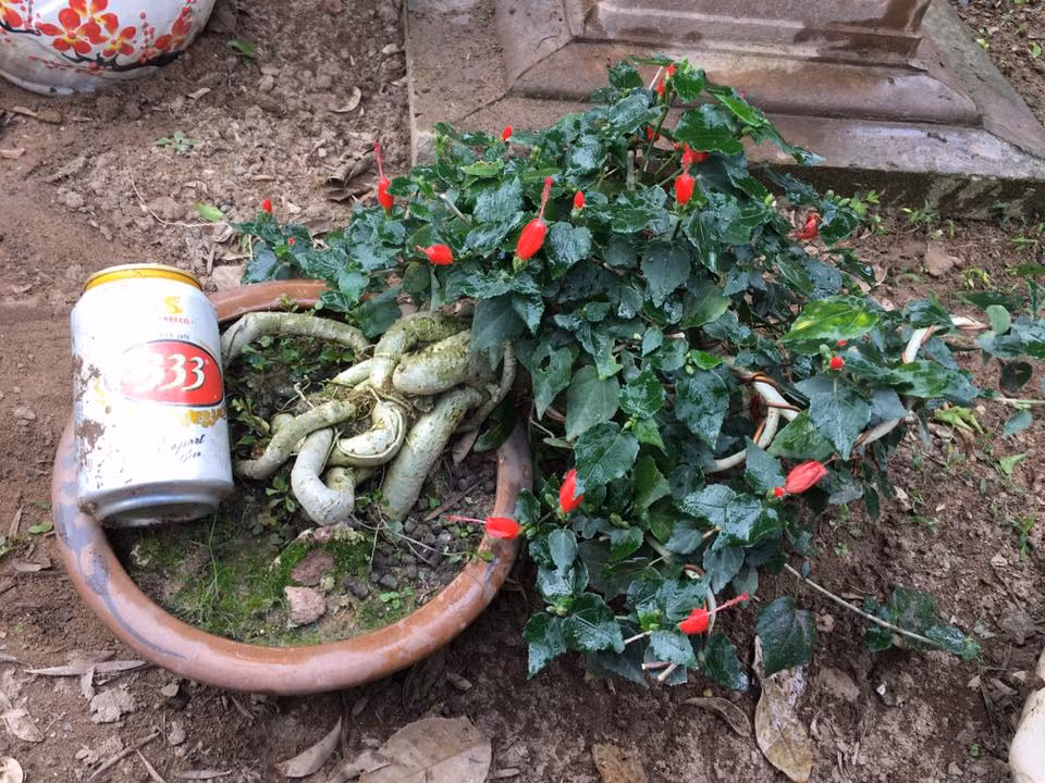 Gốc bonsai nhiều rễ đan xen nhau "kỳ quái". Ảnh: FB Trung Bonsai.