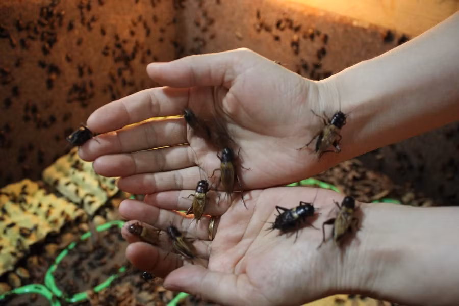 Bắt đầu nuôi côn trùng từ năm 2004, đến nay chị Trần Thanh Xuân (Tam Trinh, Hà Nội) sở hữu 2 trang trại nuôi côn trùng với quy mô lớn. Ảnh: Lao động.