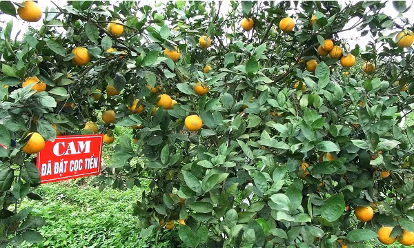 Cùng với bưởi đỏ tiến vua, cam tiến vua (còn gọi cam Xã Đoài) luôn cháy hàng mỗi dịp Tết đến. Ảnh: Vietnamnet.