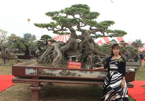 Cây sanh cổ mang tên 'Ngọa hổ tàng long' của chị Ngô Thị Thu ở Phú Thọ có tuổi đời trên dưới 300 năm. Ảnh: Dân Việt.