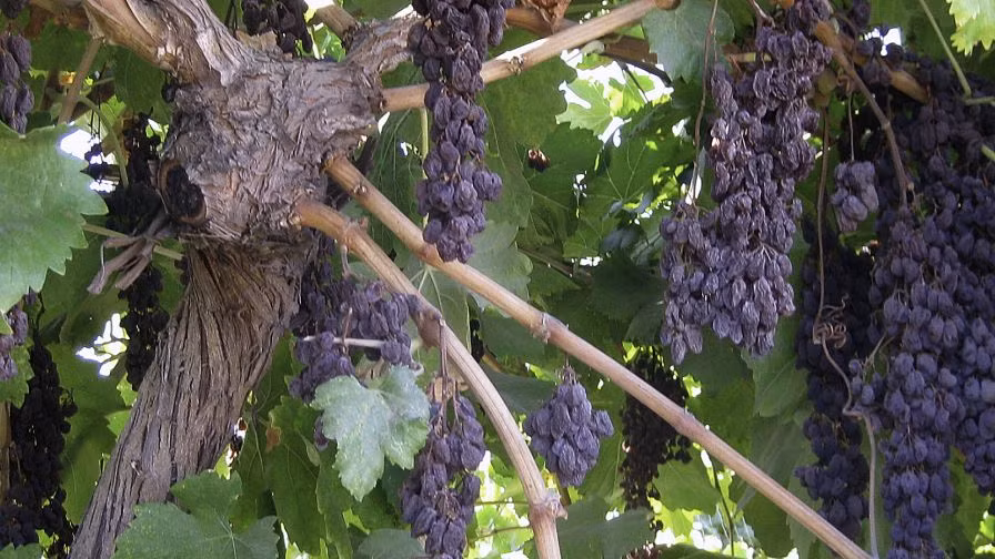 Do đó nho khô 100% tự nhiên, không thêm bất kỳ đường hay phụ gia nào vào. Ảnh: Growing Produce.