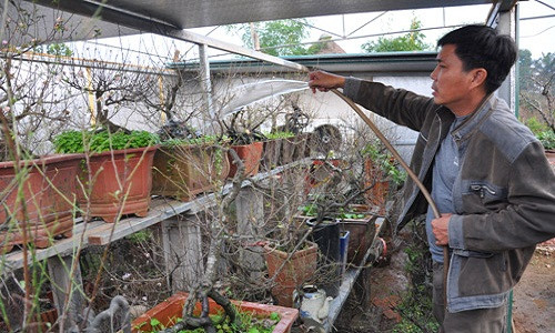 Ngoài chăm đào, anh Hàm đưa các gốc mai quý vào phòng điều hòa chăm sóc cho cây nở hoa đúng tết. Ngoài chăm đào, anh Hàm đưa các gốc mai quý vào phòng điều hòa chăm sóc cho cây nở hoa đúng tết.