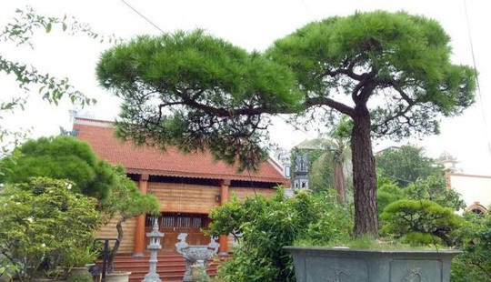 Cây vạn tùng ngót 200 năm tuổi này nằm trong vườn cây cảnh của anh Uy (Thạch Thủy, Phả Lại, Chí Linh, Hải Dương). Ảnh: Dân Việt.