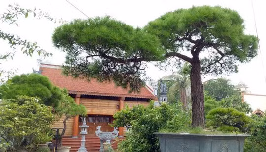 Cây vạn tùng ngót 200 năm tuổi này nằm trong vườn cây cảnh của anh Uy (Thạch Thủy, Phả Lại, Chí Linh, Hải Dương). Ảnh: Dân Việt.