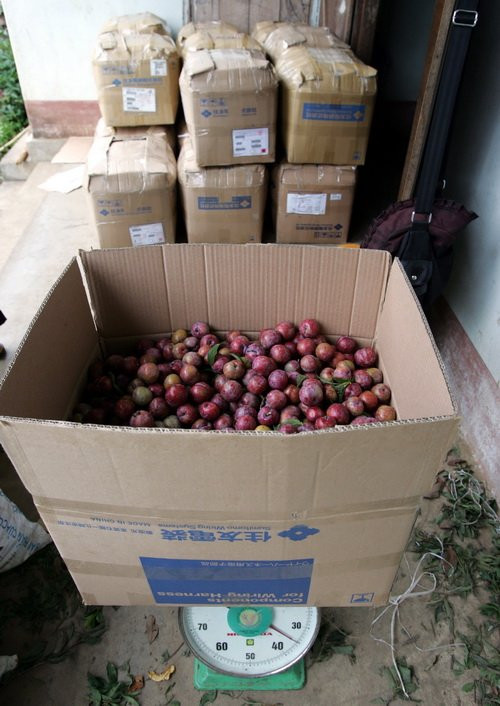 Những trái mận đỏ tươi được đóng đóng thùng để chuyển đi các nơi tiêu thụ. Ảnh: Tuổi trẻ.