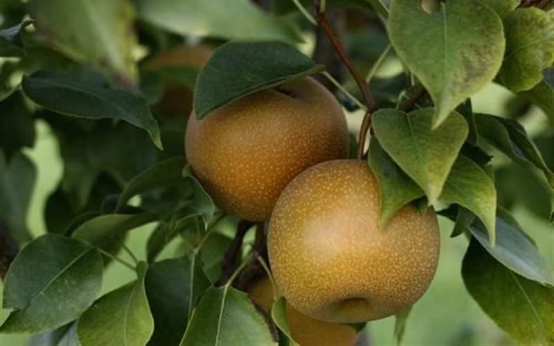 Lê Nhật có vỏ mịn màu vàng nâu. Ảnh: GardenerDirect.