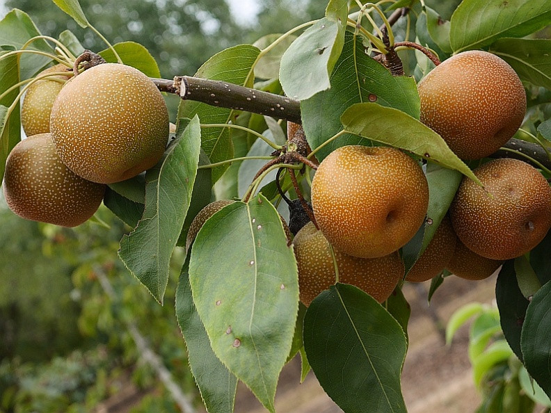 Từ đó đến tháng 4 năm sau, người trồng chăm sóc cây lê bằng cách dùng kìm hoặc cưa cắt đi những cành cũ, cành xấu bị buộc các cành khỏe vào giá đỡ. Ảnh: GardenerDirect.