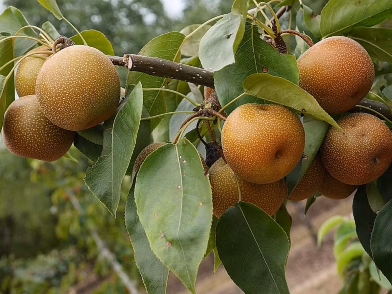 Từ đó đến tháng 4 năm sau, người trồng chăm sóc cây lê bằng cách dùng kìm hoặc cưa cắt đi những cành cũ, cành xấu bị buộc các cành khỏe vào giá đỡ. Ảnh: GardenerDirect.