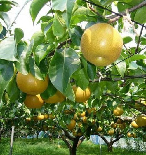 Tại Nhật Bản, lê được trồng nhiều tại Ibaraki, phía Tây Bắc Kanto. Ảnh: Fado.