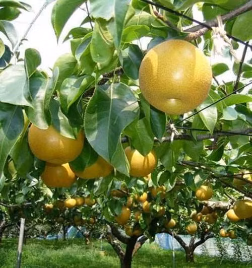 Tại Nhật Bản, lê được trồng nhiều tại Ibaraki, phía Tây Bắc Kanto. Ảnh: Fado.