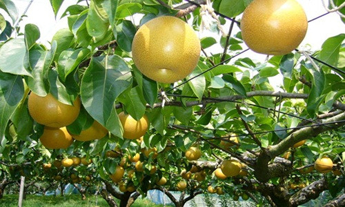 Để kiểm tra hàm lượng đường trong trái lê, người trồng sử dụng thiết bị cảm biến ánh sáng. Ảnh: Bukalapak.