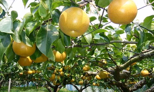 Để kiểm tra hàm lượng đường trong trái lê, người trồng sử dụng thiết bị cảm biến ánh sáng. Ảnh: Bukalapak.