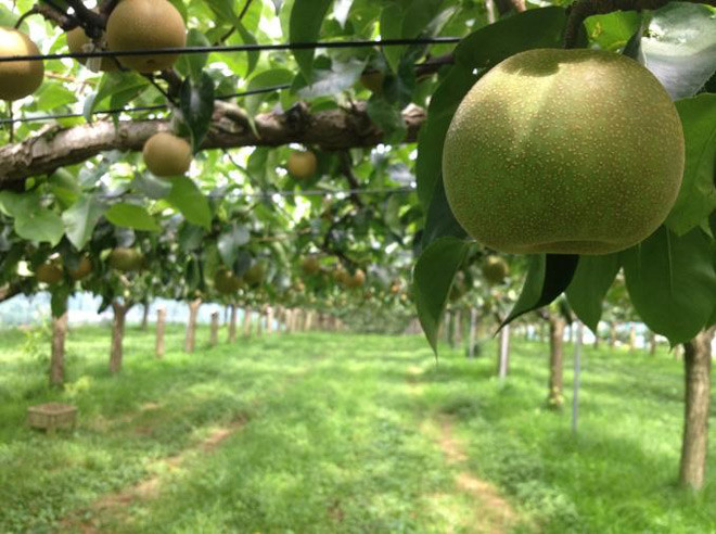 Ibaraki là tỉnh sở hữu nguồn nước dồi dào cùng tính chất đất phù hợp với việc trồng quả lê. Ảnh: Fado.