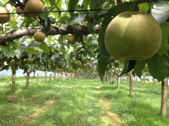 Ibaraki là tỉnh sở hữu nguồn nước dồi dào cùng tính chất đất phù hợp với việc trồng quả lê. Ảnh: Fado.